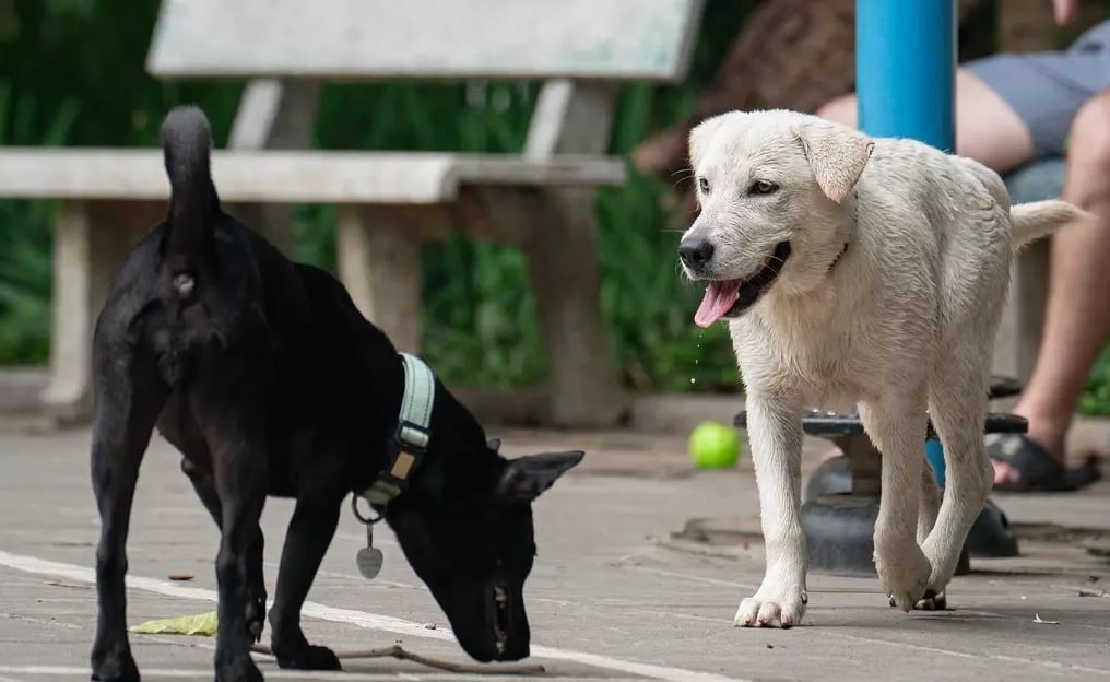 #越南 清化省出现狂犬疑似犬伤人事件，6人暴露风险部分伤者延误接种乱用偏方