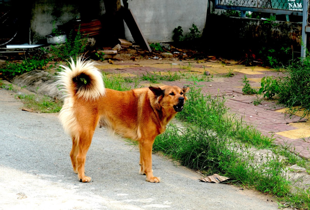 #越南 西宁省今年已有9人死于狂犬病，当地紧急推进疫苗接种并抓捕流浪狗