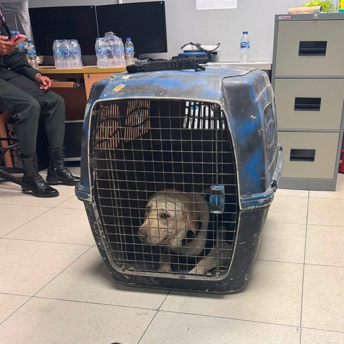缉毒犬玩忽职守被关起来了😂