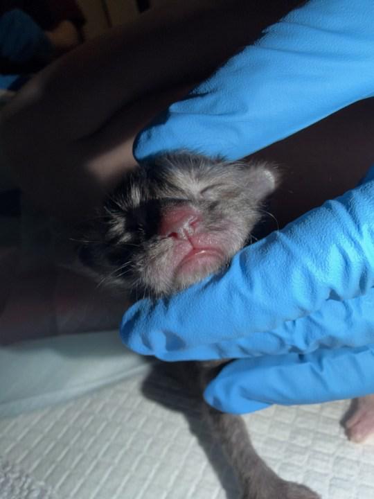 美国小猫29个脚趾打破世界纪录